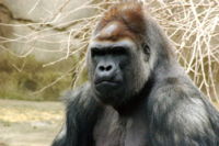 Western Lowland Gorilla(Gorilla gorilla gorilla)