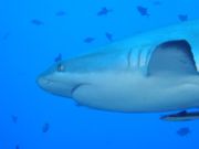 Grey reef shark.