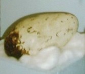 Egg, Ipswich Museum, Suffolk