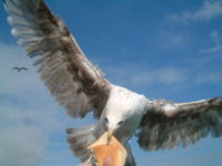 Gulls can be quite aggressive, taking food from a human's hand