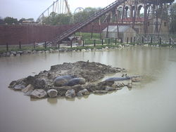 Three hippopotamuses at Flamingo Land Theme Park and Zoo, England