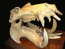 A hippo's skull, showing the large canine teeth used for fighting