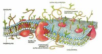 A small section of a cell membrane. This modern cell membrane is far more sophisticated than the original simple phospholipid bilayer (the small blue spheres with two tails). Proteins and carbohydrates serve various functions in regulating the passage of material through the membrane and in reacting to the environment.