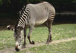 The Grevy's zebra (Equus grevyi)