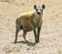 Spotted Hyena