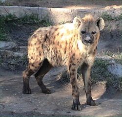 Spotted Hyena, Crocuta crocuta