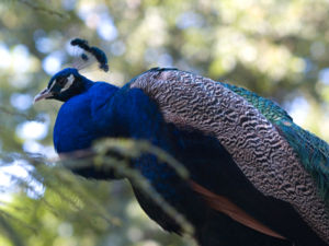 A side view of the peacock