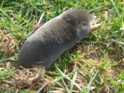 A mole