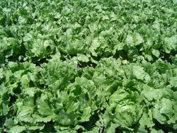 Iceberg lettuce field in Northern Santa Barbara County