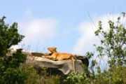 Lioness in the Serengeti National Park, Tanzania