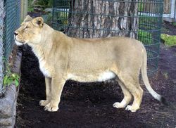 Asiatic Lioness Panthera leo persica, name MOTI, born in Helsinki Zoo (Finland) October 1994, arrived Bristol Zoo (England) January 1996. The Gir Forest in India is the natural home of the Asiatic lion but this animal was born in captivity.