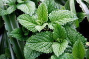 Mint Leaves