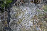 Moss growing in the shelter of the growth rings of a stump