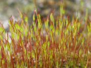 Young sporophyte of the common hair cap moss (Polytrichum commune)