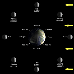 The lunar phase depends on the Moon's position in orbit around Earth. This diagram looks down on the North pole; 