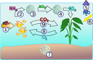 Schematic representation of the flow of Nitrogen through a common aquarium.