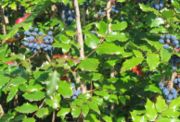 The Oregon-grape, Oregon's state flower.